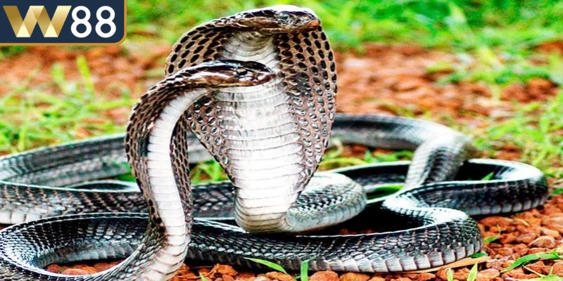 Giấc mơ thấy rắn không chỉ gặp ở dạng rắn đơn lẻ mà còn nhiều khi là rắn đôi